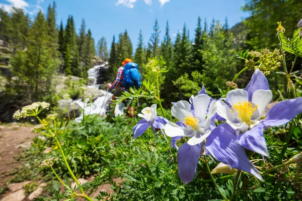 Piękne Dzikie Kwiaty Zielonej Łące Letnich Górach Scena Turystyczna — Zdjęcie stockowe