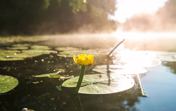 View Yellow Water Lilies Blooming Summer River — Stock Photo, Image