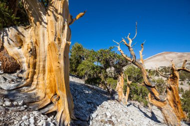 Antik Bristlecone Çam Ağacı çarpık ve buruşuk özellikleri gösteriyor. Kaliforniya, ABD.