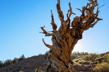 Antik Bristlecone Çam Ağacı çarpık ve buruşuk özellikleri gösteriyor. Kaliforniya, ABD.