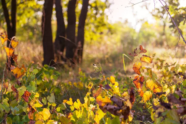 Colorful Leaves Autumn Forest Autumn Scene Natural Backdrop — Stock Photo, Image