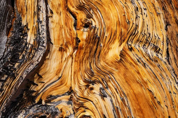 Antik Bristlecone Çam Ağacı Çarpık Buruşuk Özellikleri Gösteriyor Kaliforniya Abd — Stok fotoğraf