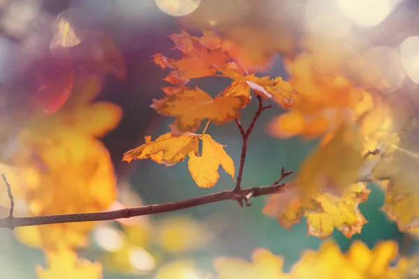 Hojas Amarillas Coloridas Temporada Otoño Primer Plano Tiro Apto Para — Foto de Stock