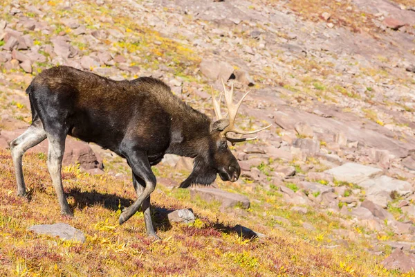 Moose Horách Podzimním Období — Stock fotografie