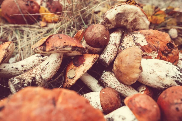 Cogumelos Comestíveis Uma Floresta Outono — Fotografia de Stock