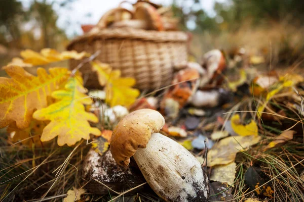 Champignons Comestibles Dans Une Forêt Automne — Photo