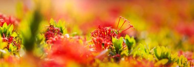 Güzel çiçeklerin yakın çekimi. Çiçek arkaplanı için uygun.