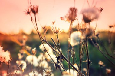 Yaz mevsiminde yeşil bir çayırdaki güzel kır çiçekleri. Doğal arkaplan.