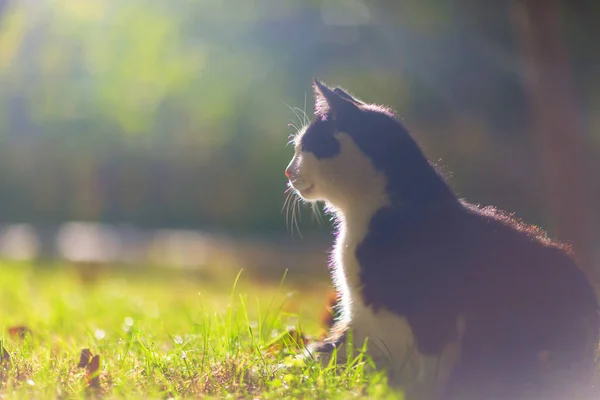 Kat Het Groene Gras — Stockfoto