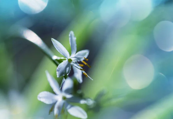 Gros Plan Sur Les Belles Fleurs Convient Pour Fond Floral — Photo