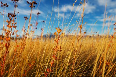 Dağlardaki renkli sonbahar çayırları. Doğal arkaplan.