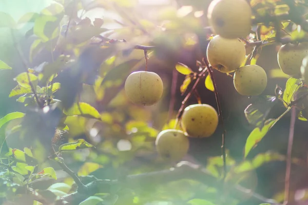 Pommes Bio Suspendues Arbre Dans Jardin Ensoleillé — Photo
