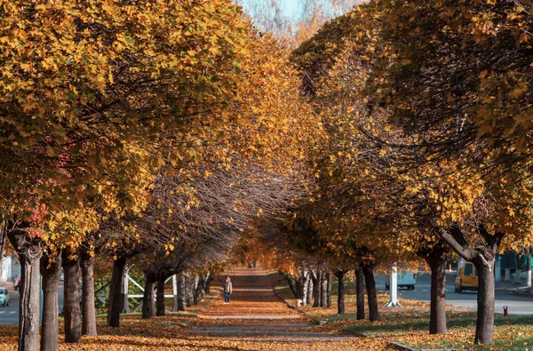 Beautiful Alley Fall Season — Stock Photo, Image