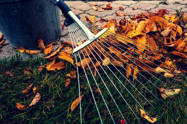 Pile Fall Leaves Rake Lawn Falling Season Background — Stock Photo, Image