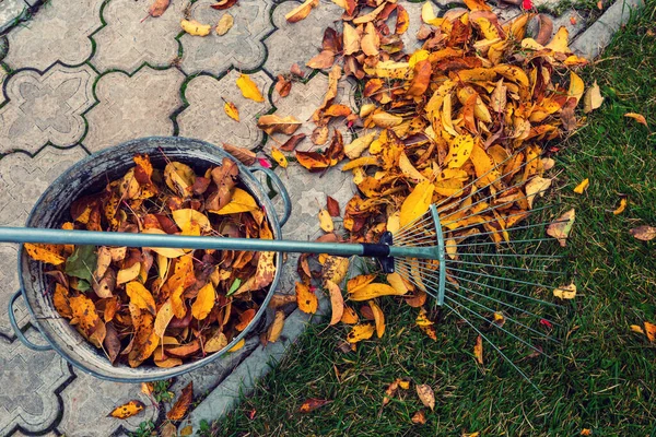 Pile Fall Leaves Rake Lawn Falling Season Background — Stock Photo, Image