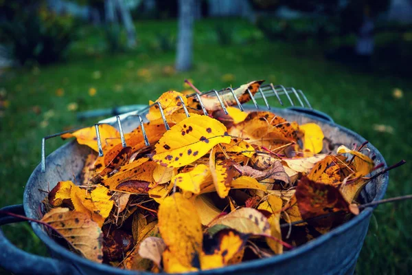Pile Fall Leaves Rake Lawn Falling Season Background — Stock Photo, Image