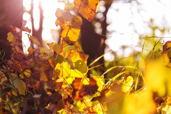 Folhas Amarelas Coloridas Temporada Outono Plano Perto Adequado Para Imagem — Fotografia de Stock