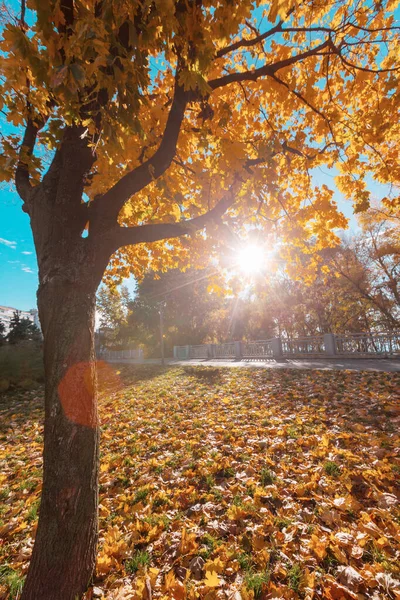 Herbstbaum Auf Der Morgenwiese Fallen Hinterlässt Natürlichen Hintergrund — Stockfoto