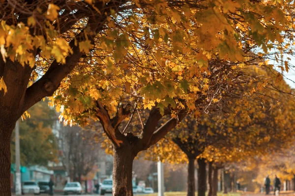 Herbstbaum Auf Der Morgenwiese Fallen Hinterlässt Natürlichen Hintergrund — Stockfoto