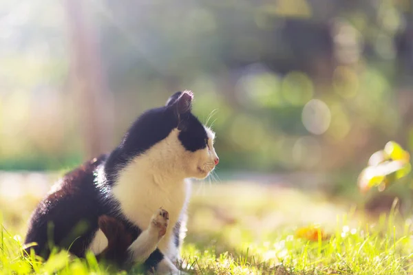 緑の草の猫 — ストック写真