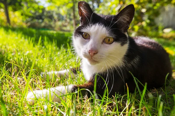 Gato Hierba Verde — Foto de Stock