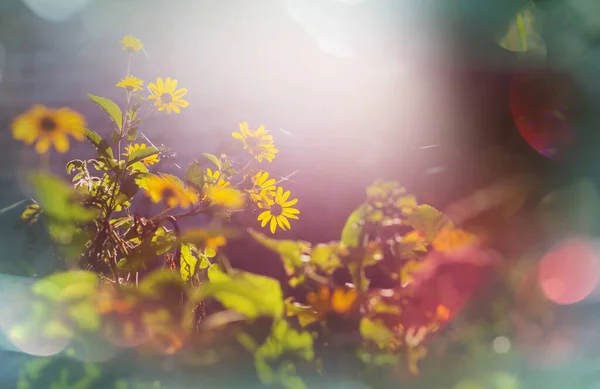 Primer Plano Las Hermosas Flores Adecuado Para Fondo Floral — Foto de Stock