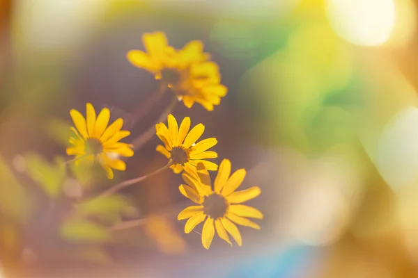 Primo Piano Dei Bellissimi Fiori Adatto Sfondo Floreale — Foto Stock