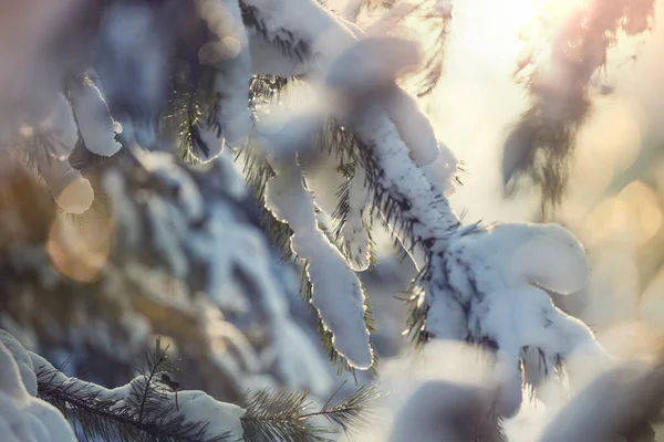 Picturesque Snow Covered Forest Winter — Stock Photo, Image