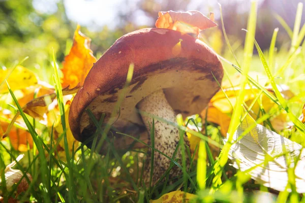 Funghi Nella Foresta Autunnale — Foto Stock