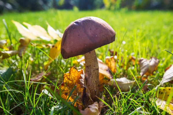 Pilze Herbstwald — Stockfoto