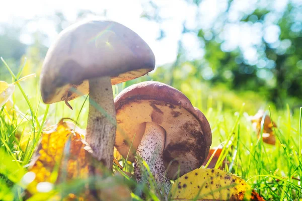 Funghi Commestibili Una Foresta Autunno — Foto Stock