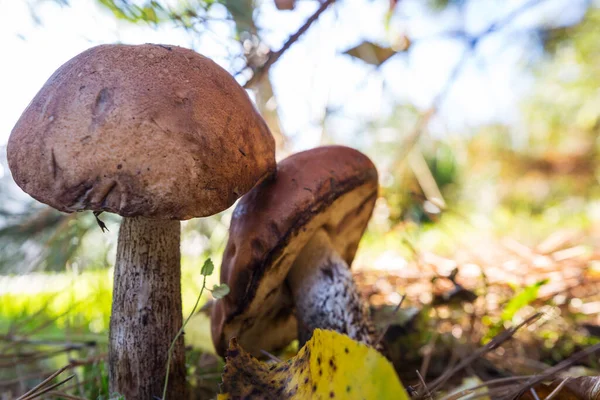 Funghi Commestibili Una Foresta Autunno — Foto Stock