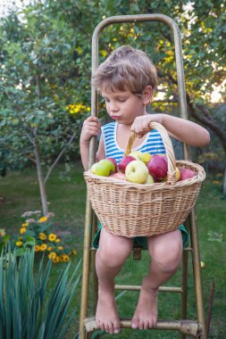 Küçük çocuk bahçedeki sonbahar hasadını topluyor.