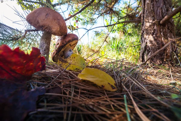 Funghi Commestibili Una Foresta Autunno — Foto Stock