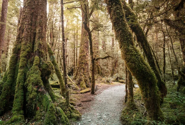 Nieuw Zeelandse Tropische Jungle Bos Groene Natuurlijke Achtergrond — Stockfoto