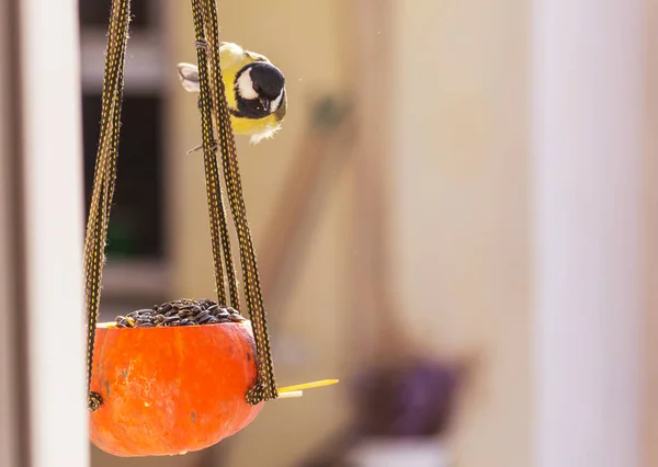 Greater Titmouse Bird Sitting Seed Can Winter Season Snow Cold — Stock Photo, Image