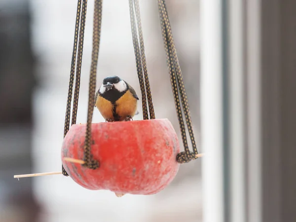 大山雀 坐在种子罐上 冬季降雪寒冷 — 图库照片