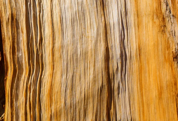 Ξύλο Καφέ Υφή Φόντο Araucaria Φλοιό — Φωτογραφία Αρχείου