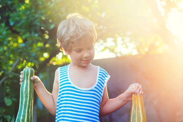 Malý Chlapec Sklízí Podzimní Sklizeň Zahradě — Stock fotografie
