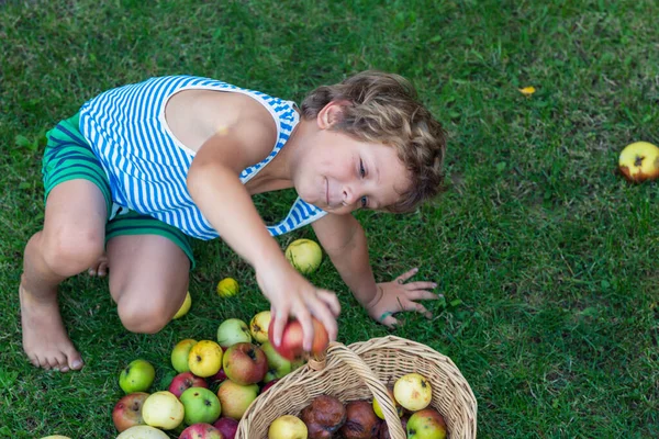 Küçük çocuk bahçedeki sonbahar hasadını topluyor.