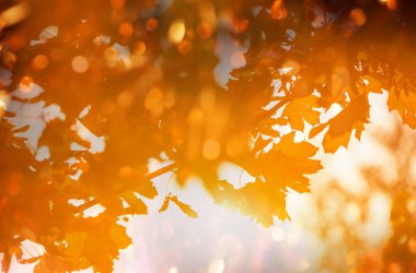 Sonbahar mevsiminde renkli sarı yapraklar. Yakın plan çekim. Arkaplan resmi için uygun.