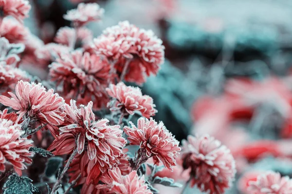 Kleurrijke Herfstchrysant Tuin — Stockfoto