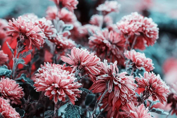 Kleurrijke Herfstchrysant Tuin — Stockfoto