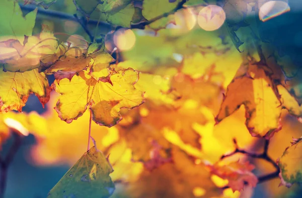 Πολύχρωμα Κίτρινα Φύλλα Την Εποχή Του Φθινοπώρου Κοντινό Πλάνο Κατάλληλο — Φωτογραφία Αρχείου