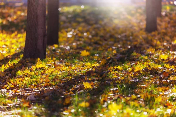 Bunte Gelbe Blätter Der Herbstzeit Nahaufnahme Geeignet Für Hintergrundbild — Stockfoto