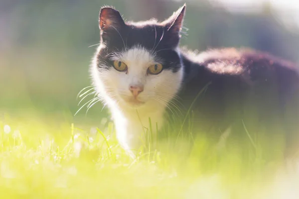 Кошка Зеленой Траве — стоковое фото