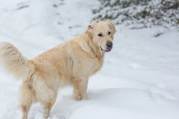 Hond Winter Sneeuw — Stockfoto