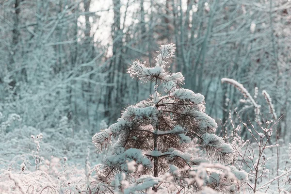 Pintoresco Bosque Cubierto Nieve Invierno —  Fotos de Stock