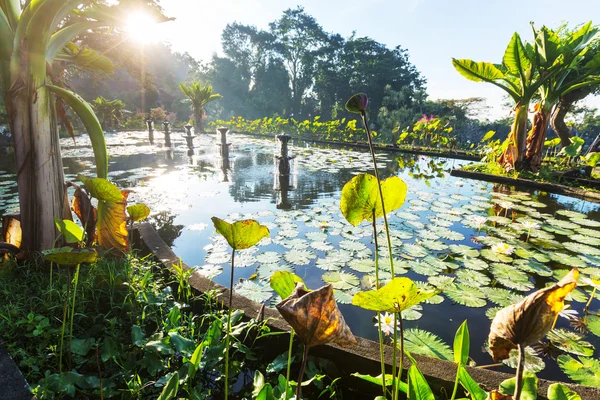 Estanque de verano — Foto de Stock