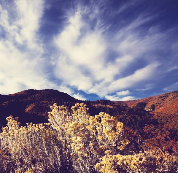 Autumn landscape — Stock Photo, Image